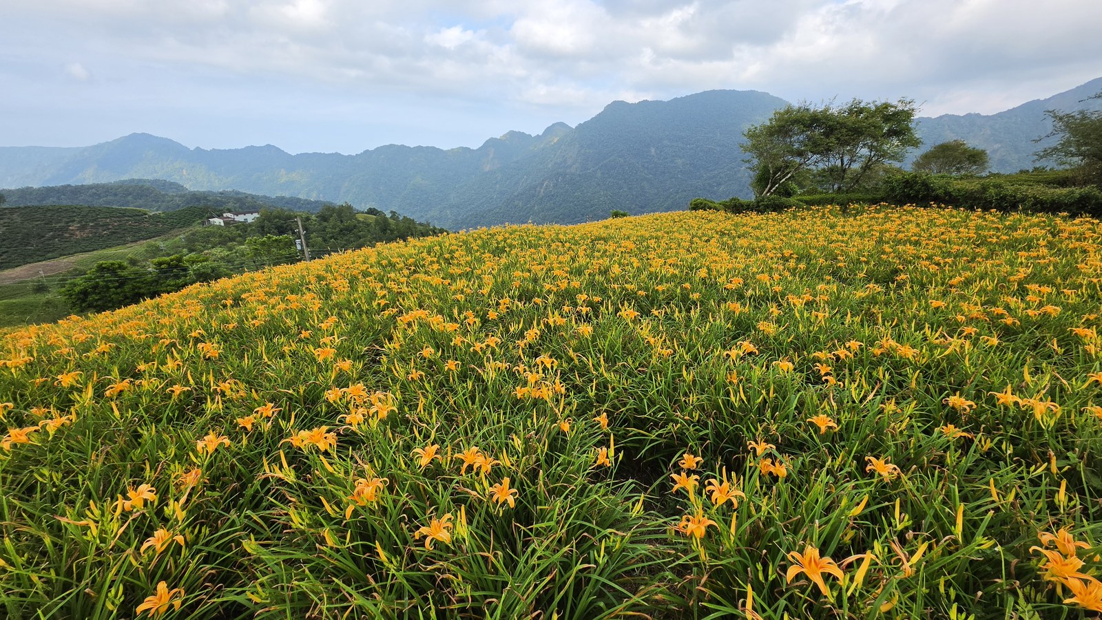 六十石山整片金針花與遠山